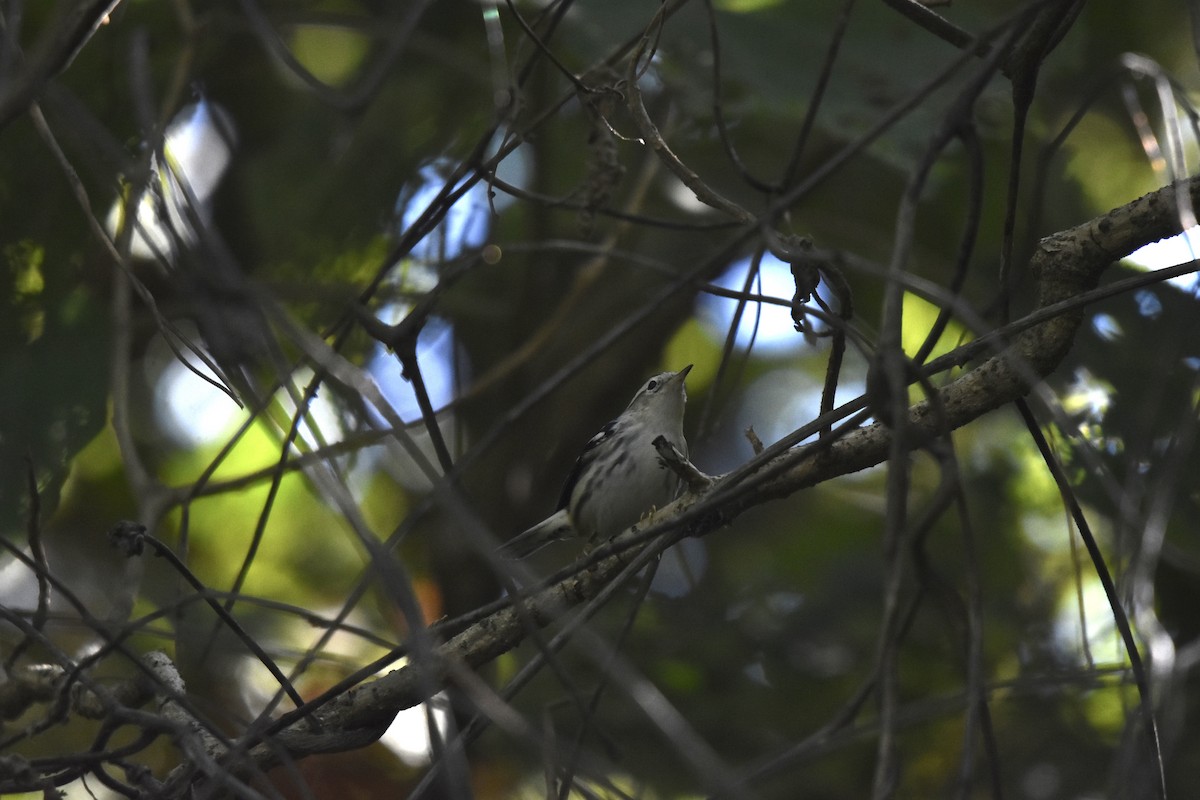 Black-and-white Warbler - ML612470678