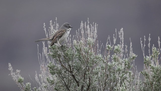 Sagebrush Sparrow - ML612470897