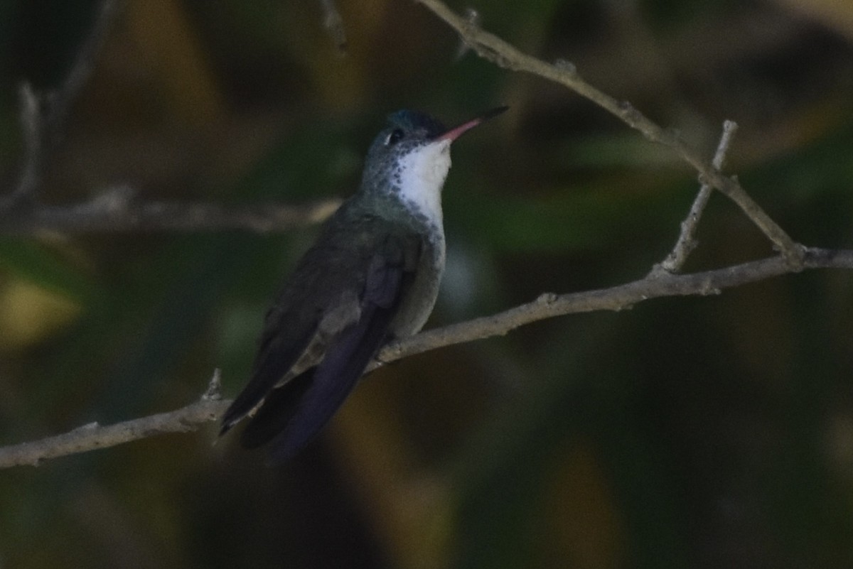 Azure-crowned Hummingbird - ML612471067