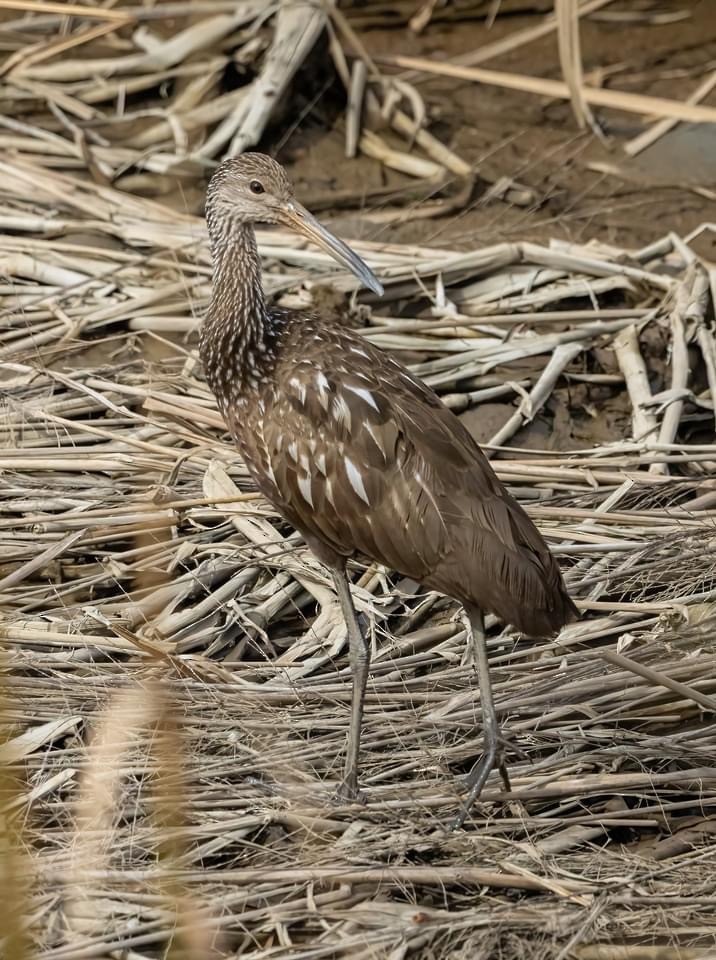 Limpkin - Patsy Russo