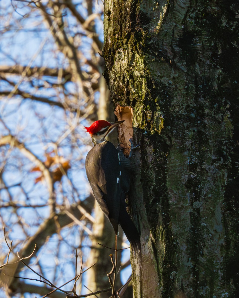 Pileated Woodpecker - ML612471438