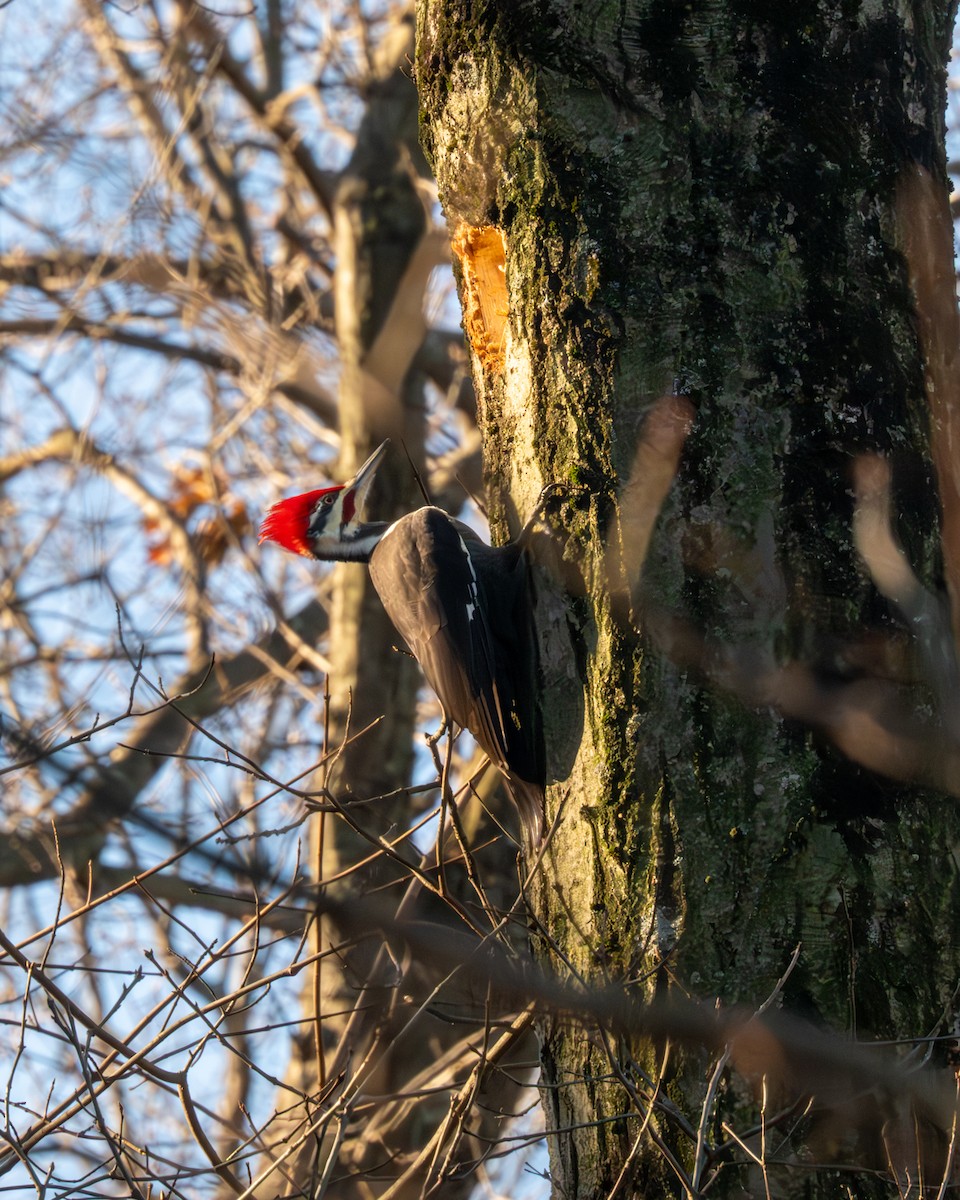 Pileated Woodpecker - ML612471439