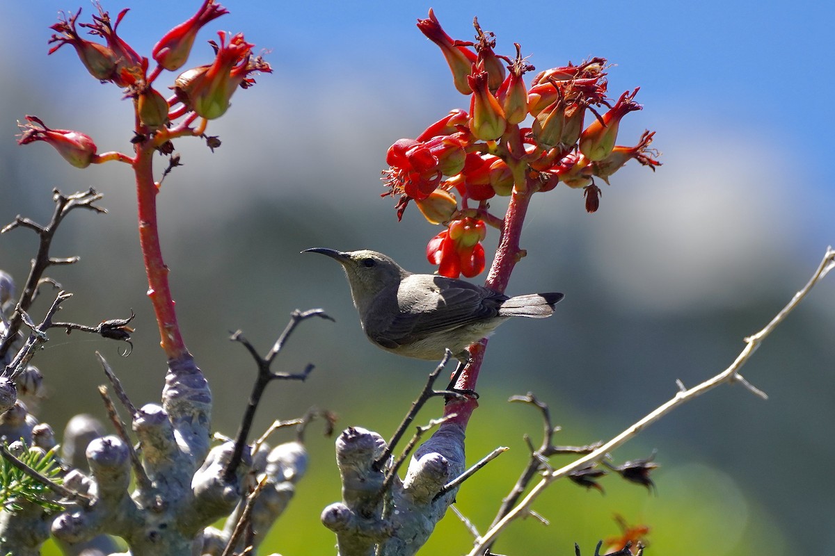 Southern Double-collared Sunbird - ML612471509