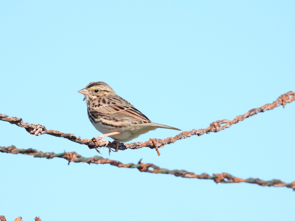 Savannah Sparrow - ML612471510