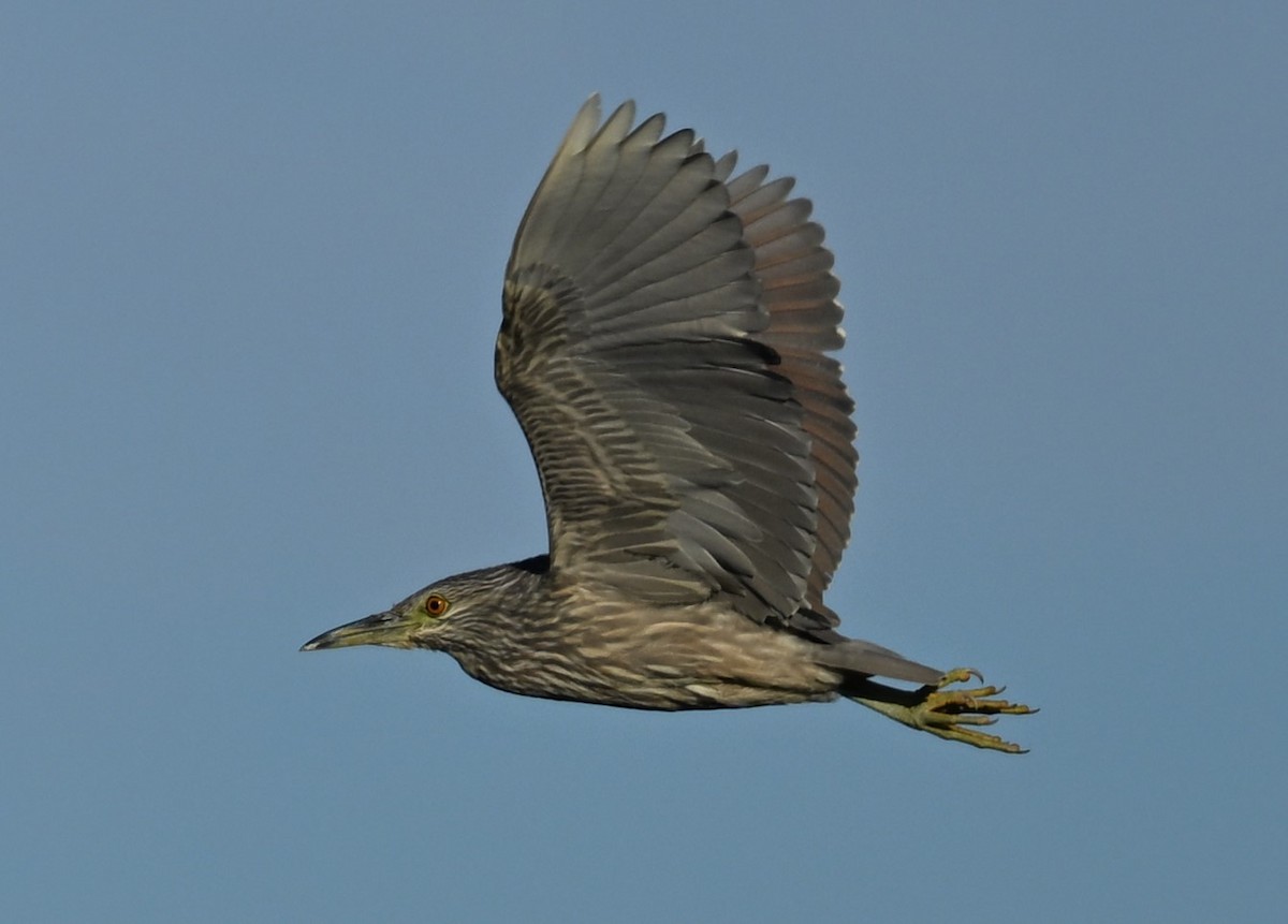 Black-crowned Night Heron - ML612471576