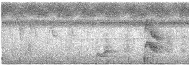 Манакін-короткокрил білочеревий - ML612471700