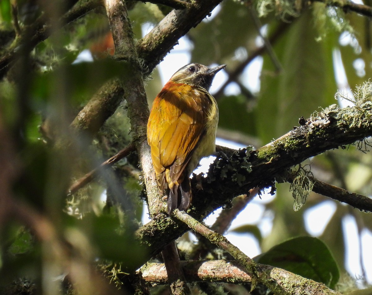 Yellow-vented Woodpecker - ML612471891