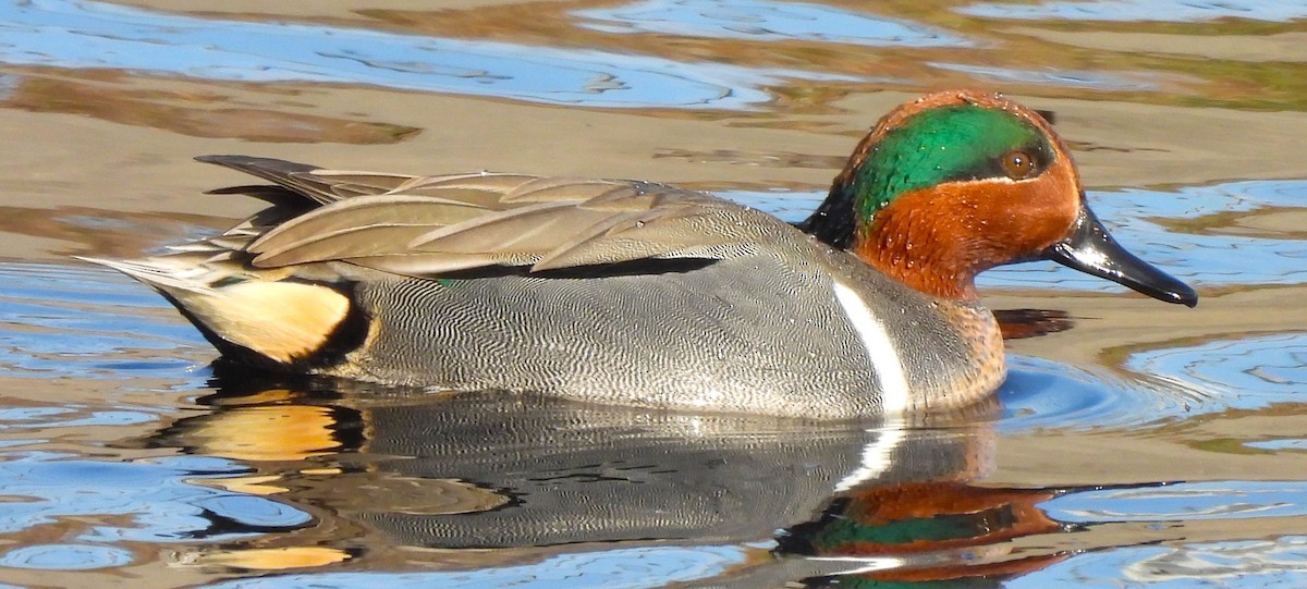 Green-winged Teal - ML612472194