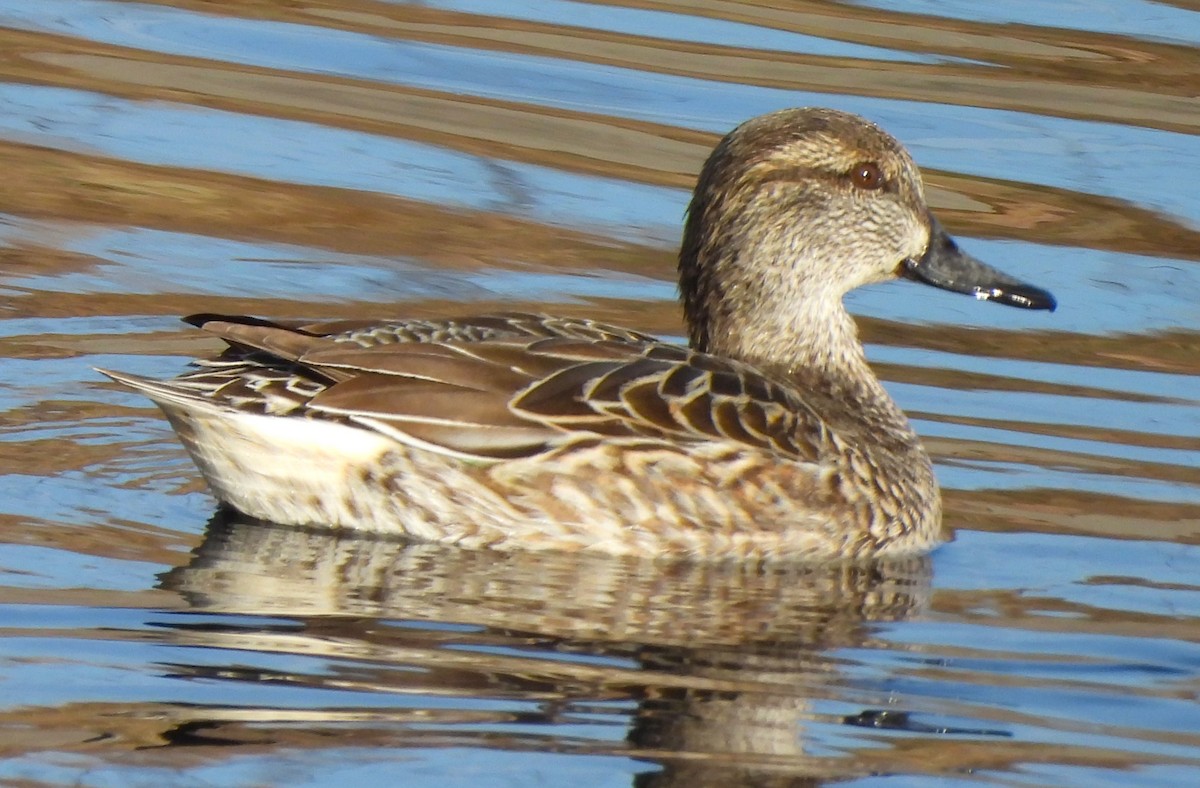 Green-winged Teal - ML612472198