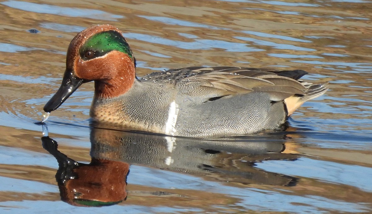Green-winged Teal - ML612472200