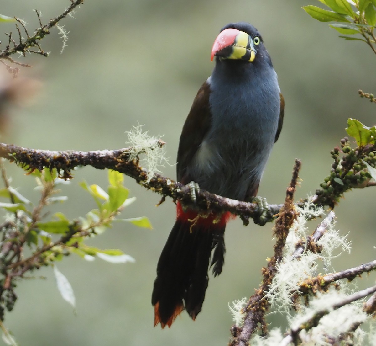Gray-breasted Mountain-Toucan - ML612472392