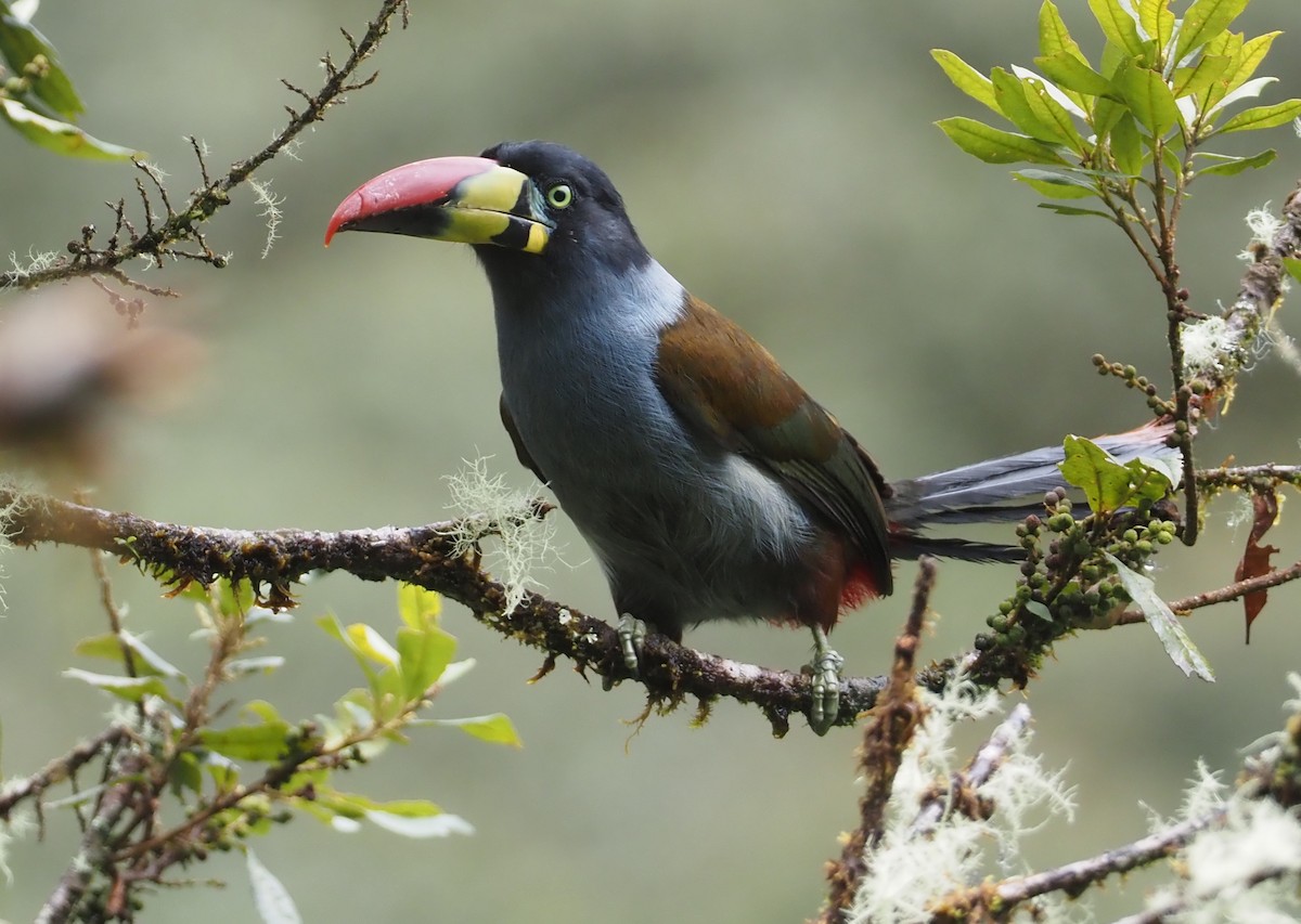 Gray-breasted Mountain-Toucan - ML612472421