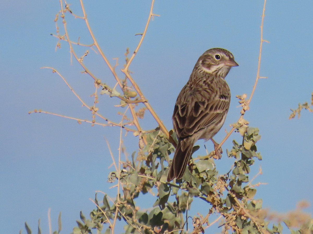 Vesper Sparrow - Don Witter