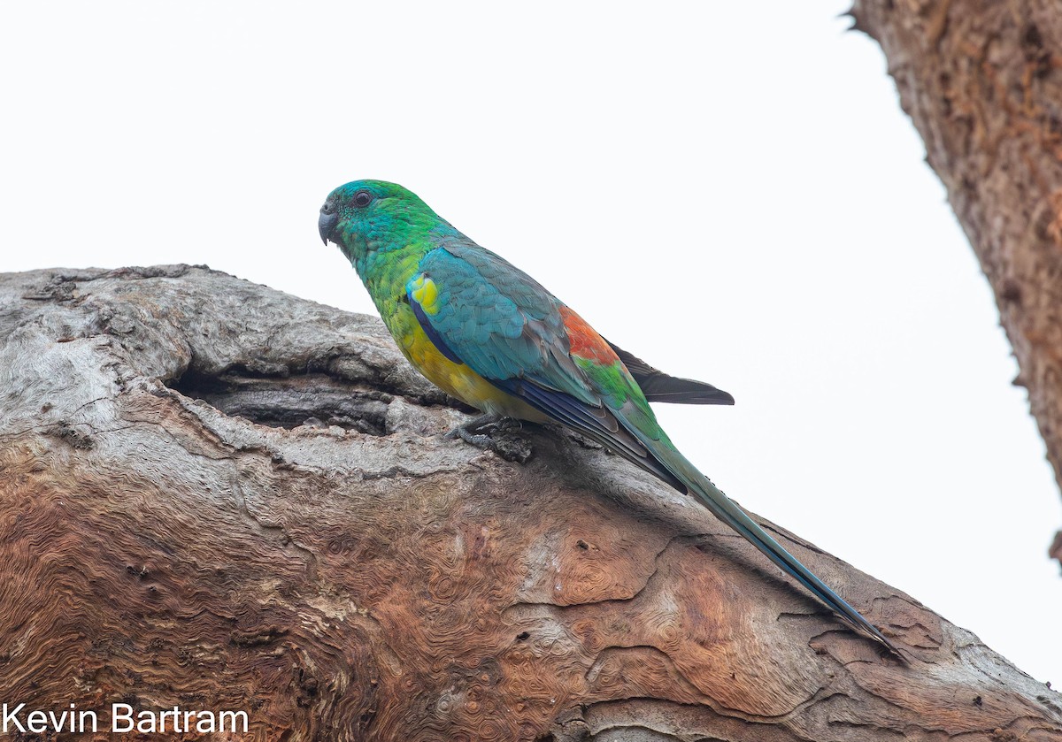 Red-rumped Parrot - Kevin Bartram