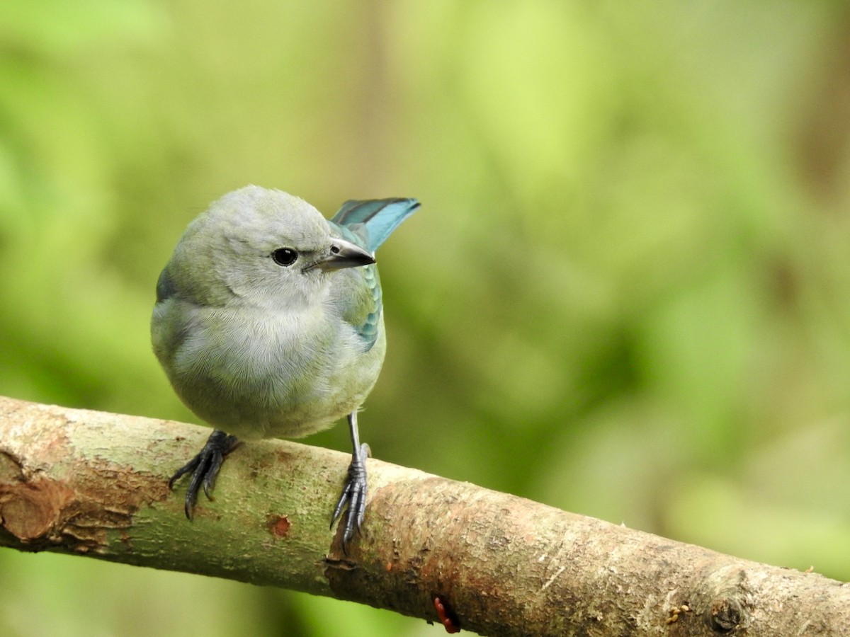 Blue-gray Tanager - ML612472617