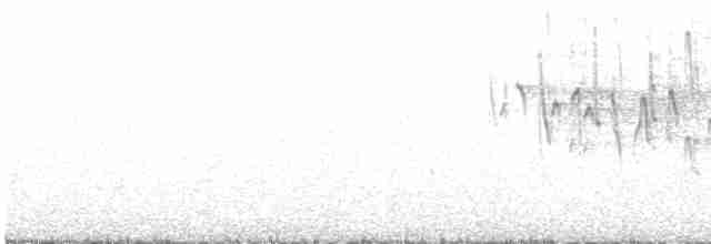 Gray-bellied Flowerpiercer - ML612472715