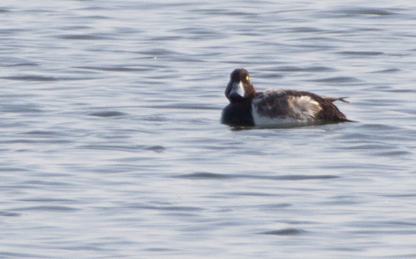Greater Scaup - ML612472739