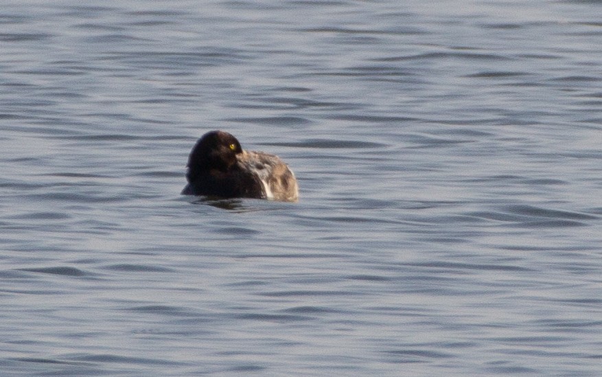 Greater Scaup - ML612472740