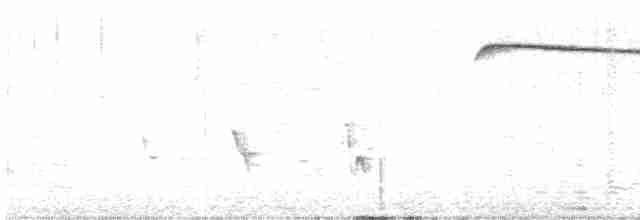 Spotted Quail-thrush - ML612472767
