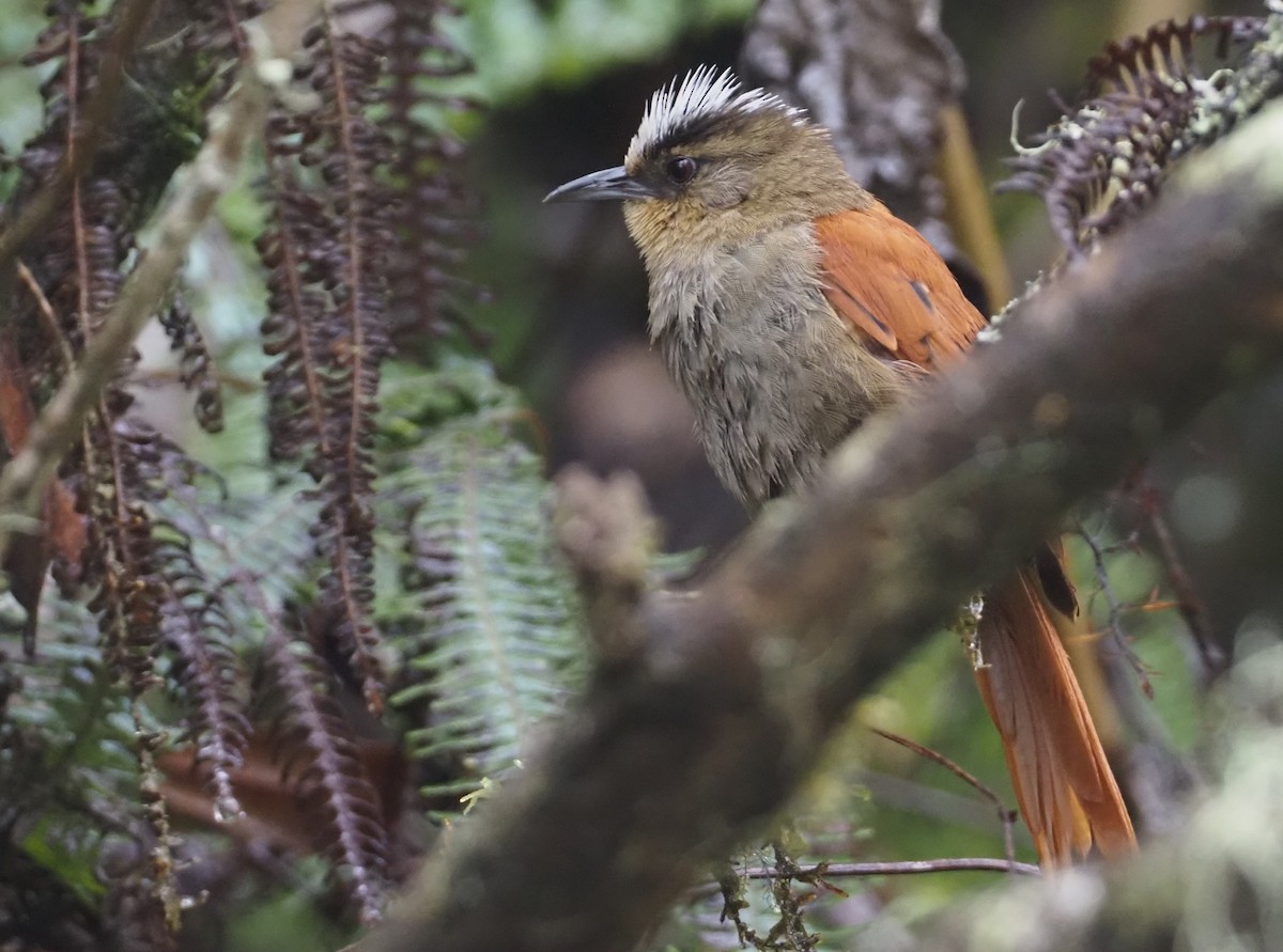 Marcapata Spinetail - ML612472803
