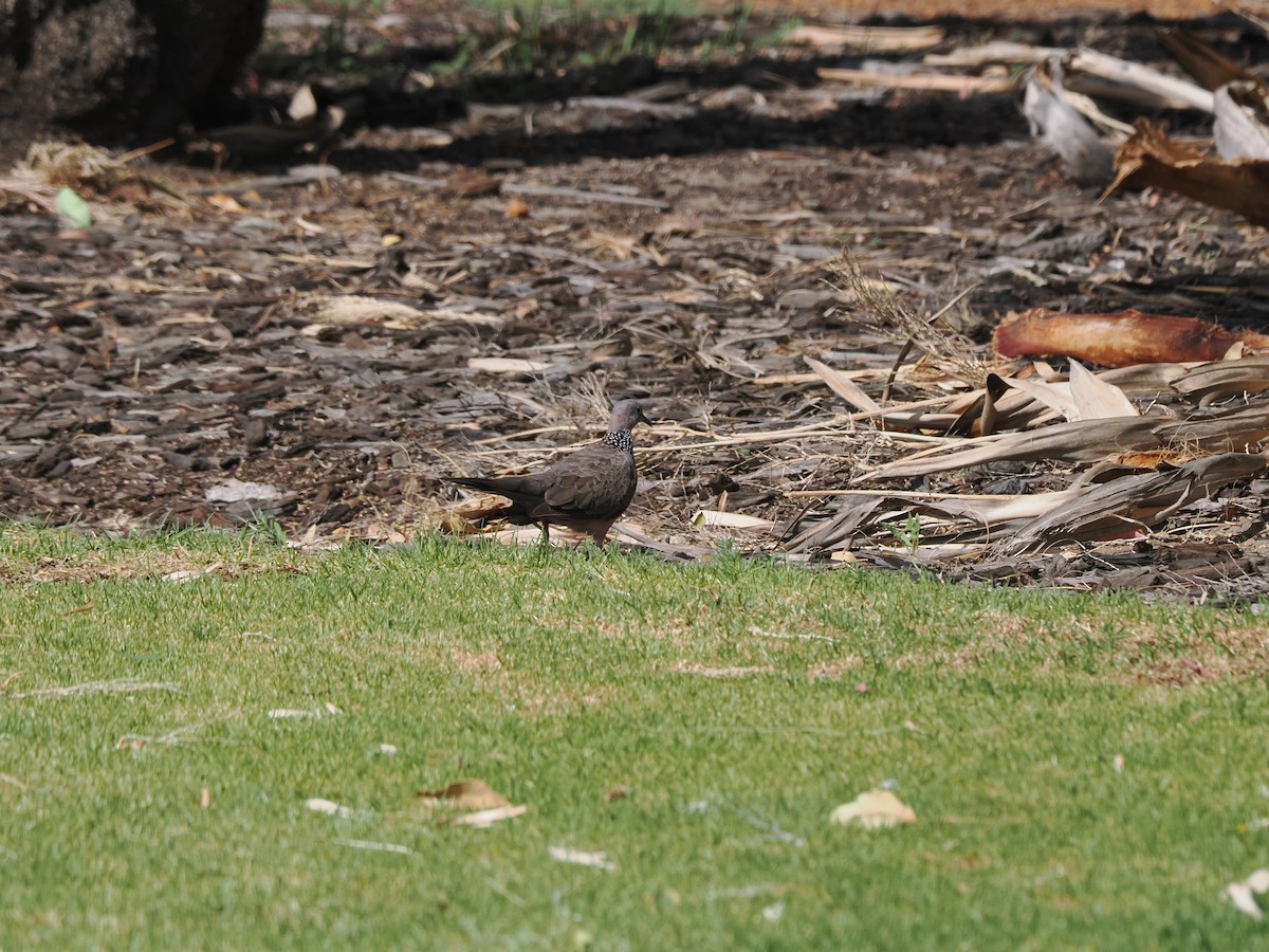 Spotted Dove - ML612472813