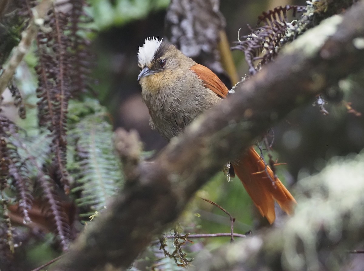 Marcapata Spinetail - ML612472819