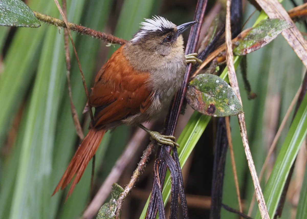 Marcapata Spinetail - ML612472885