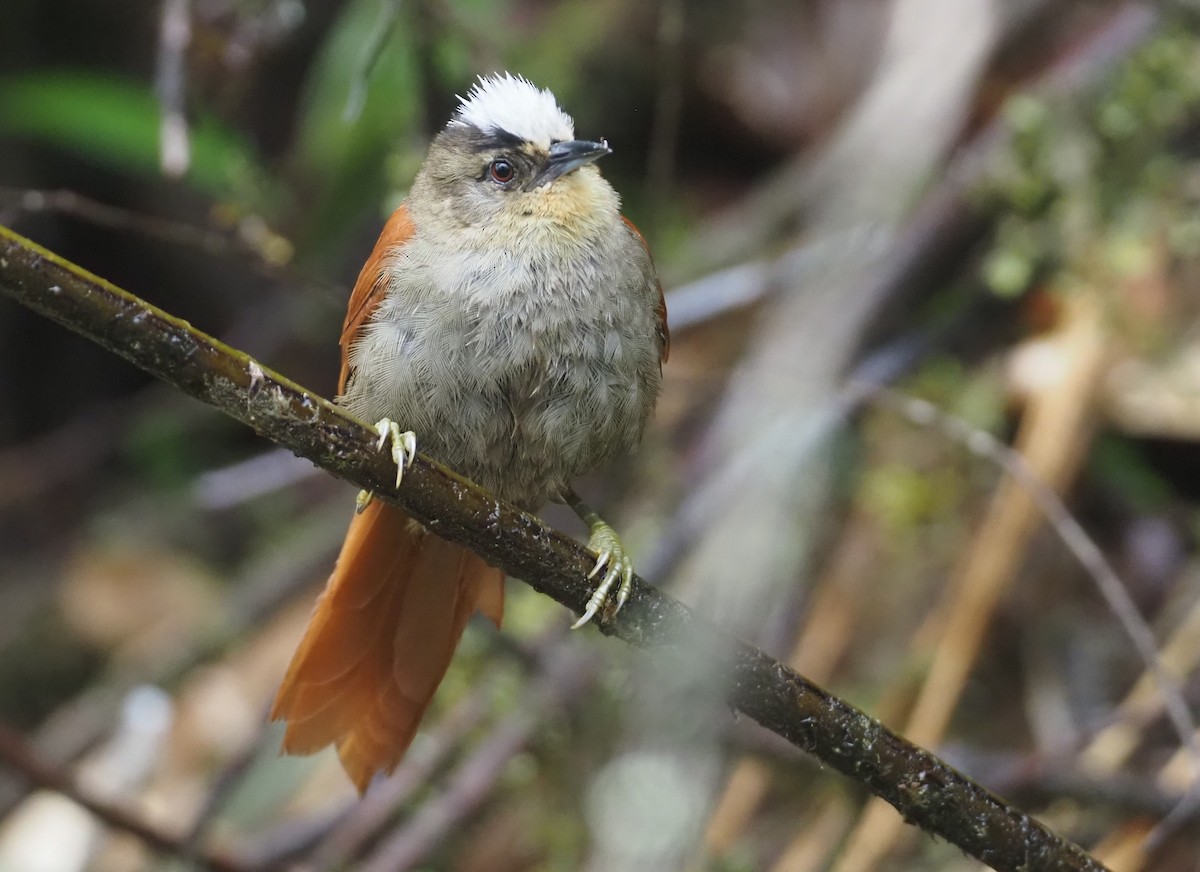 Marcapata Spinetail - ML612472893