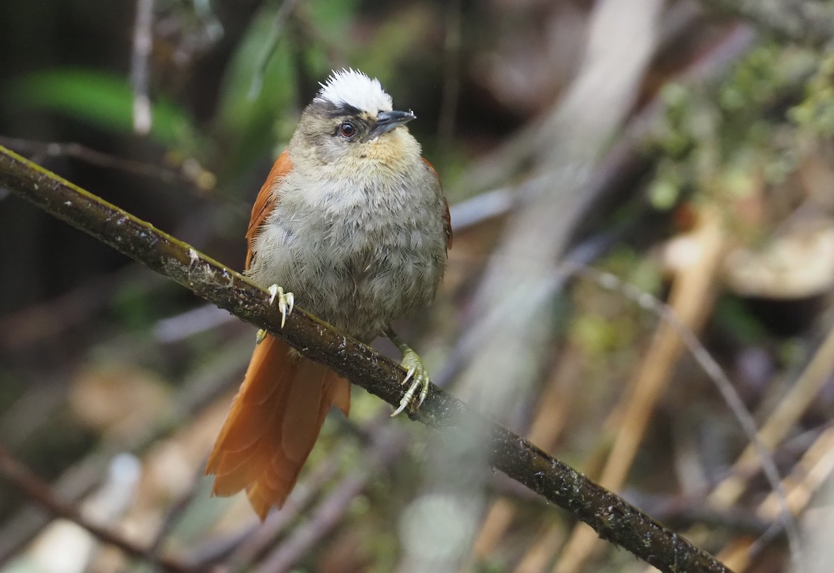Marcapata Spinetail - ML612472896