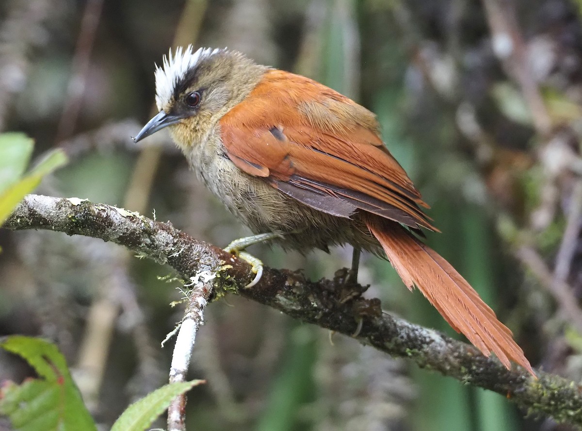 Marcapata Spinetail - ML612472917