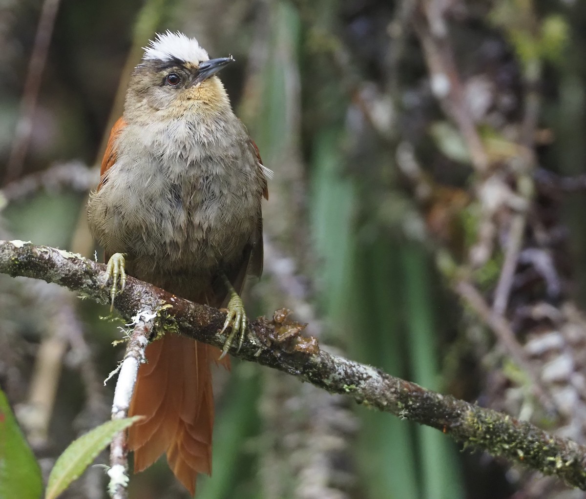 Marcapata Spinetail - ML612472929