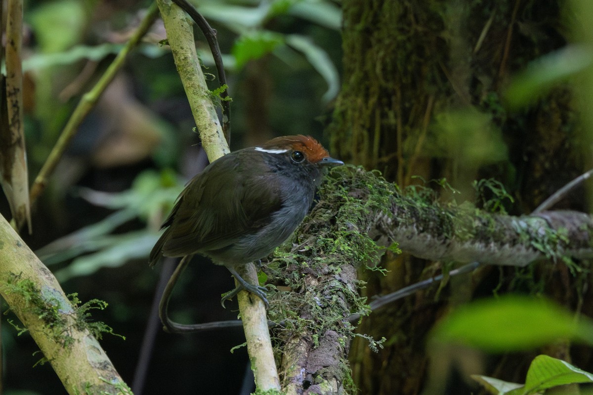 Chestnut-crowned Gnateater - ML612473019