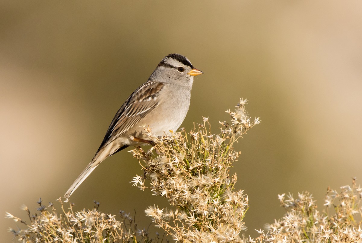 White-crowned Sparrow - Daniel Ward