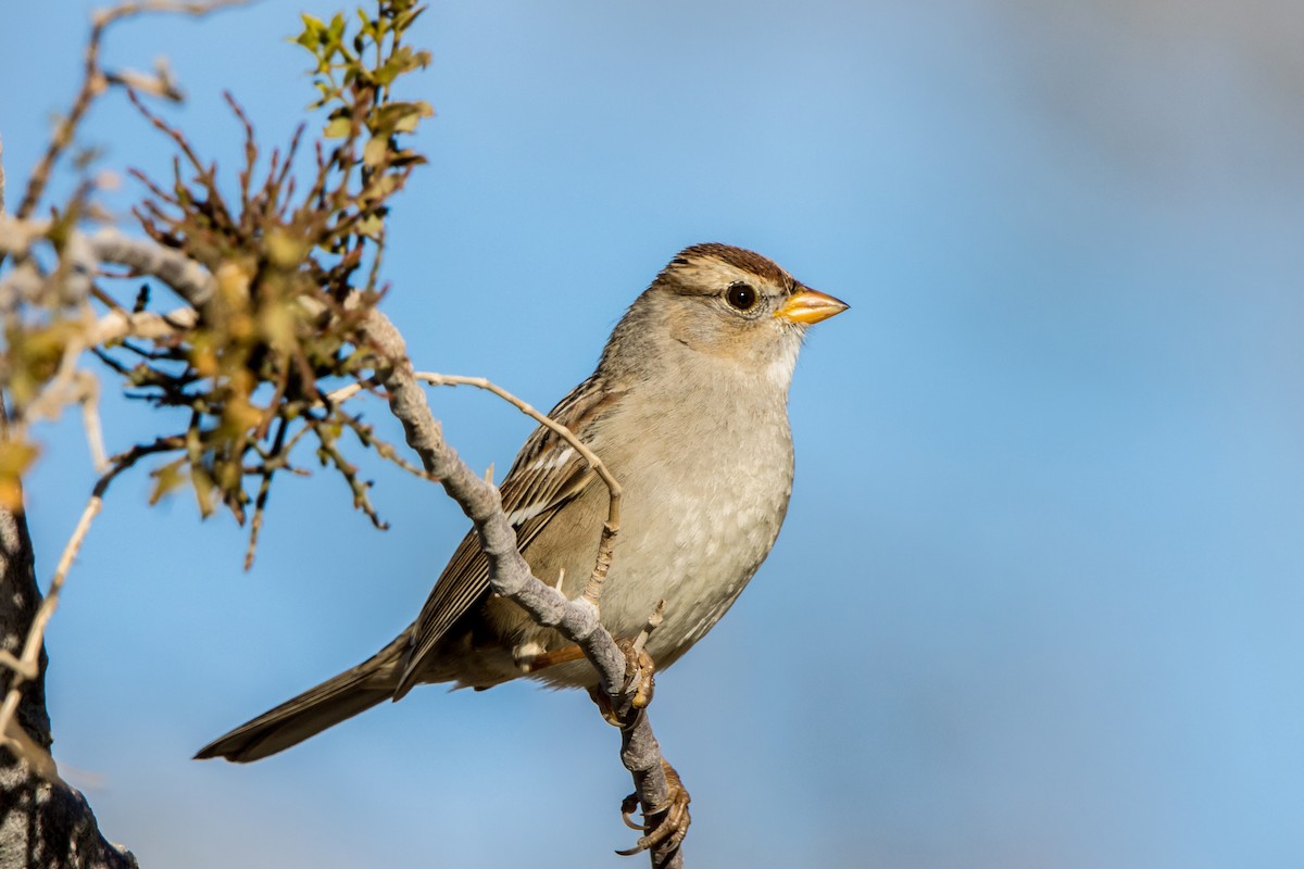 White-crowned Sparrow - ML612473310