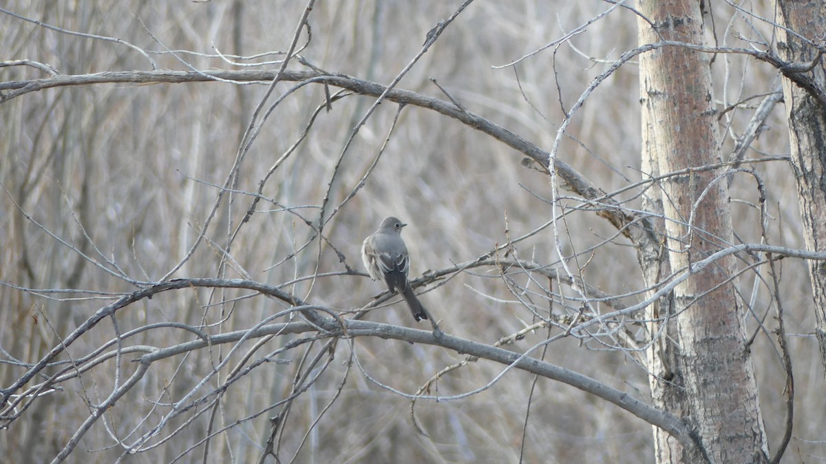 Townsend's Solitaire - ML612473395