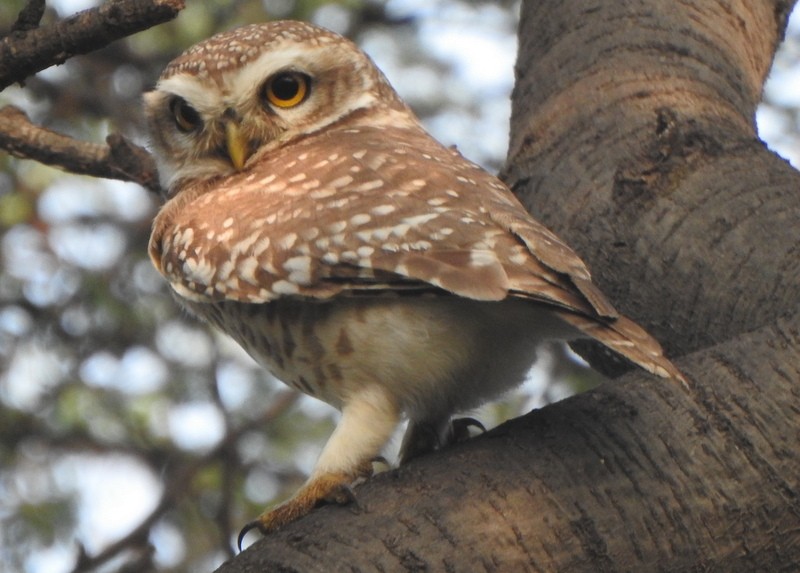 Spotted Owlet - ML612473744