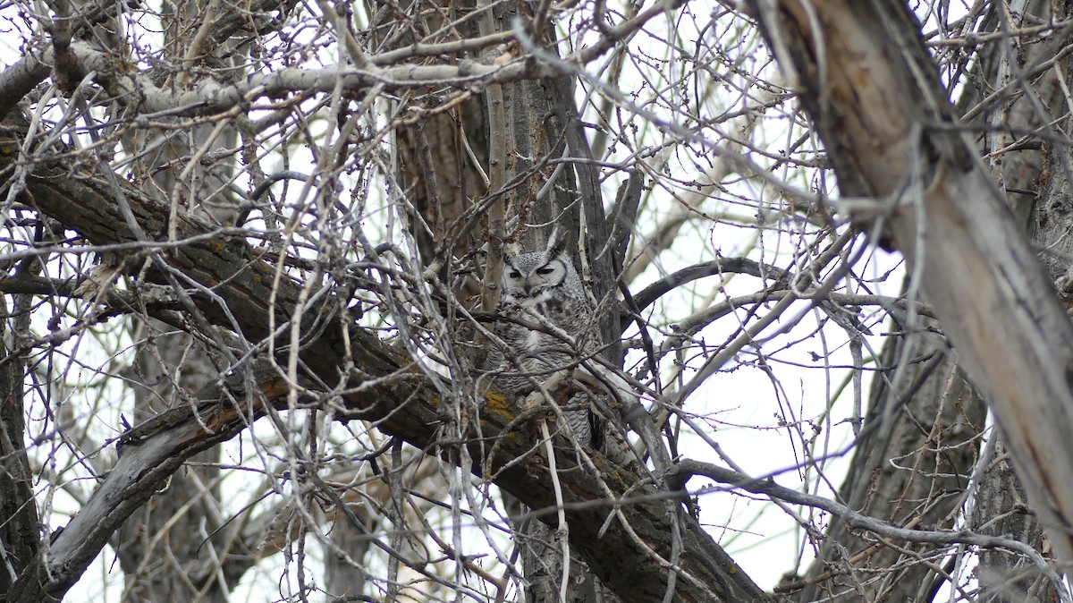 Great Horned Owl - ML612474254