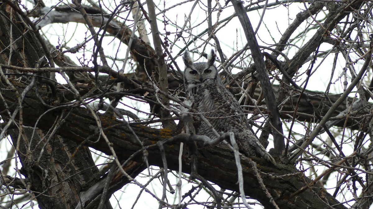 Great Horned Owl - ML612474260