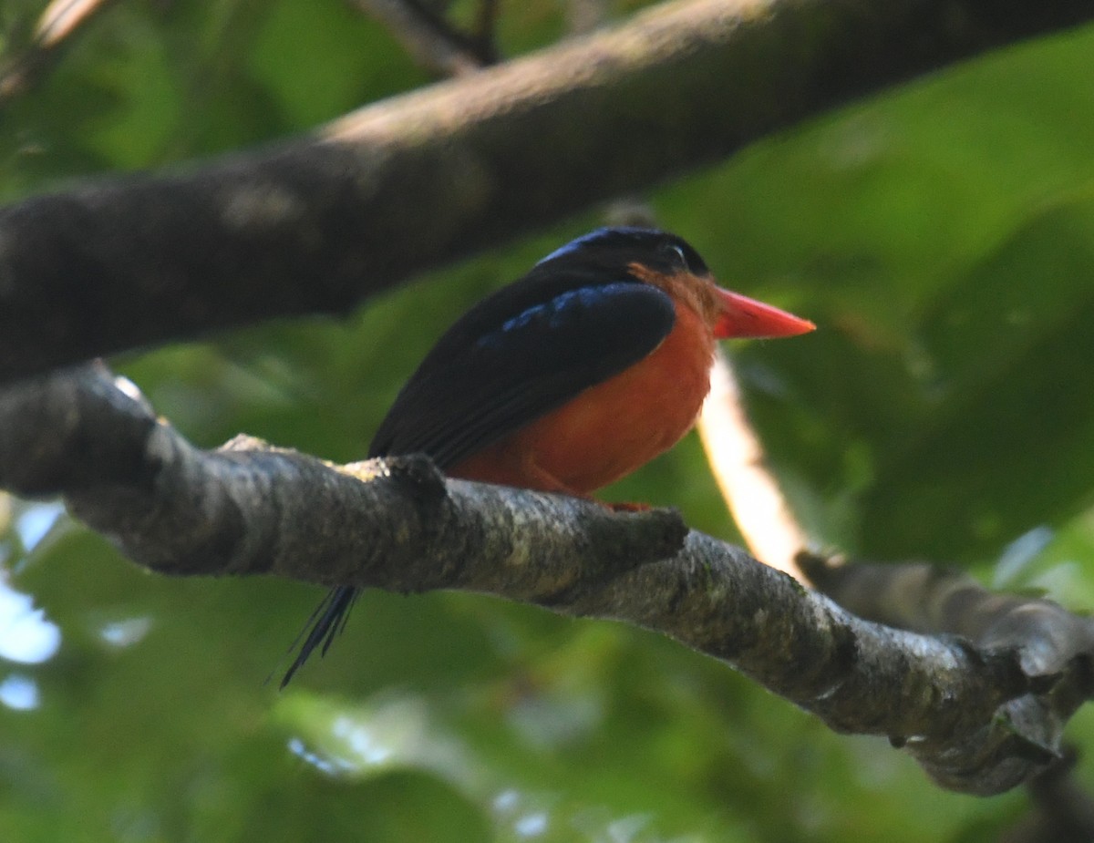 Red-breasted Paradise-Kingfisher - John Cooper