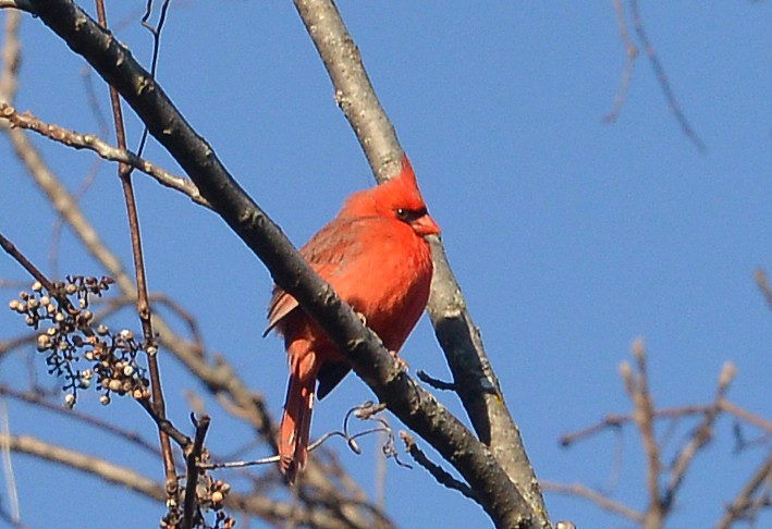 Cardinal rouge - ML612474607