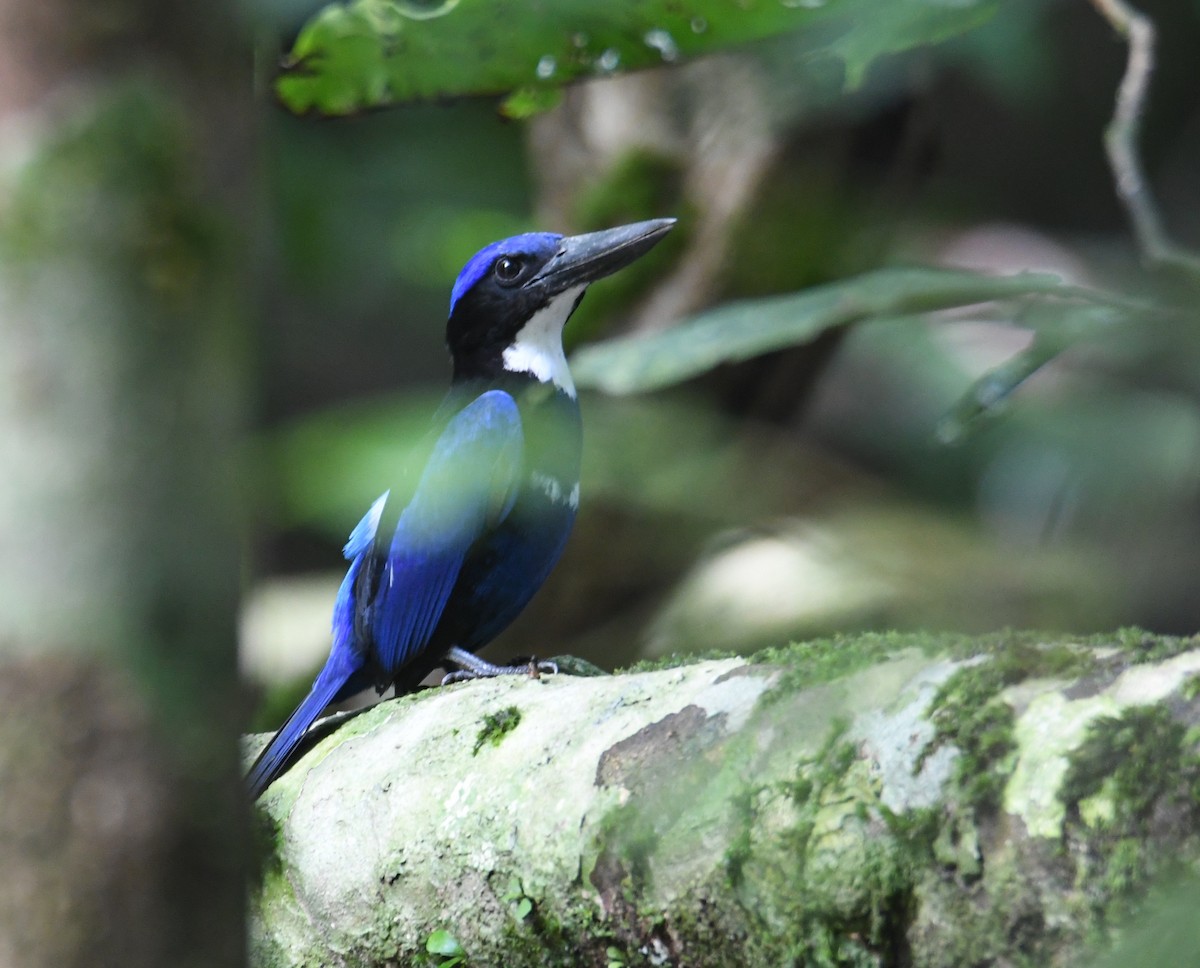 Blue-black Kingfisher - ML612474712