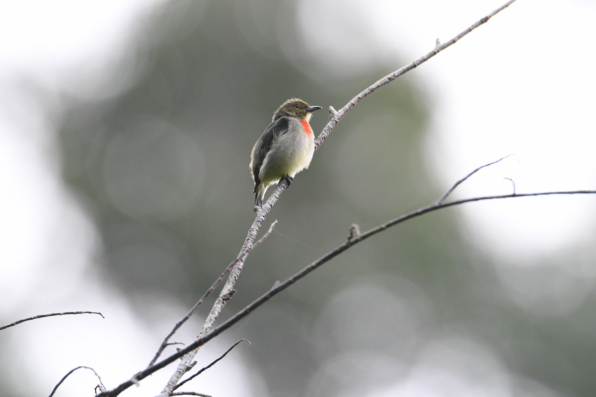 Olive-crowned Flowerpecker - ML612474923