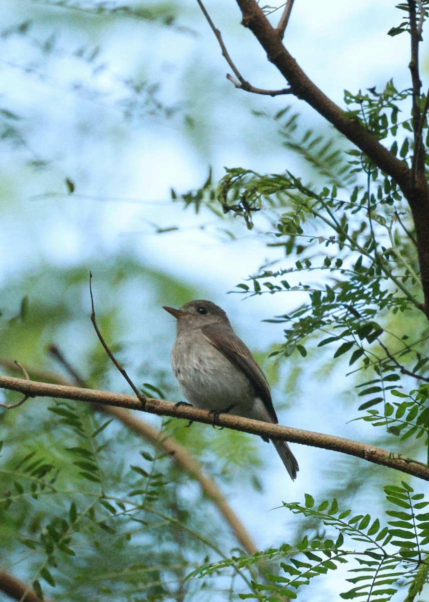 Ashy-breasted Flycatcher - Mads Bajarias