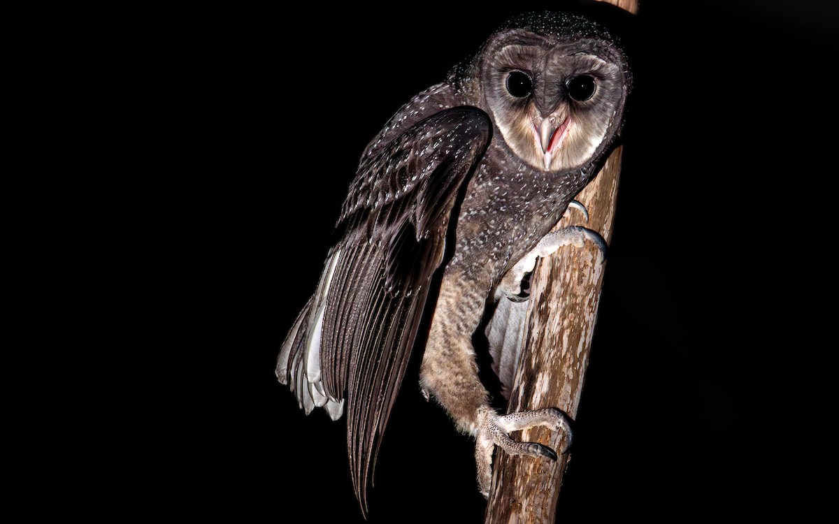 Sooty Owl - Felix Watson