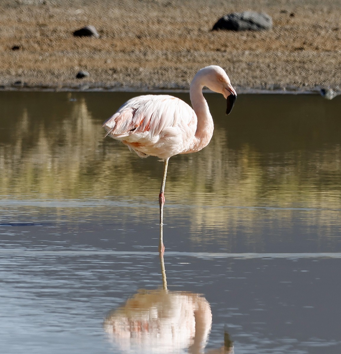 Chilean Flamingo - ML612475778