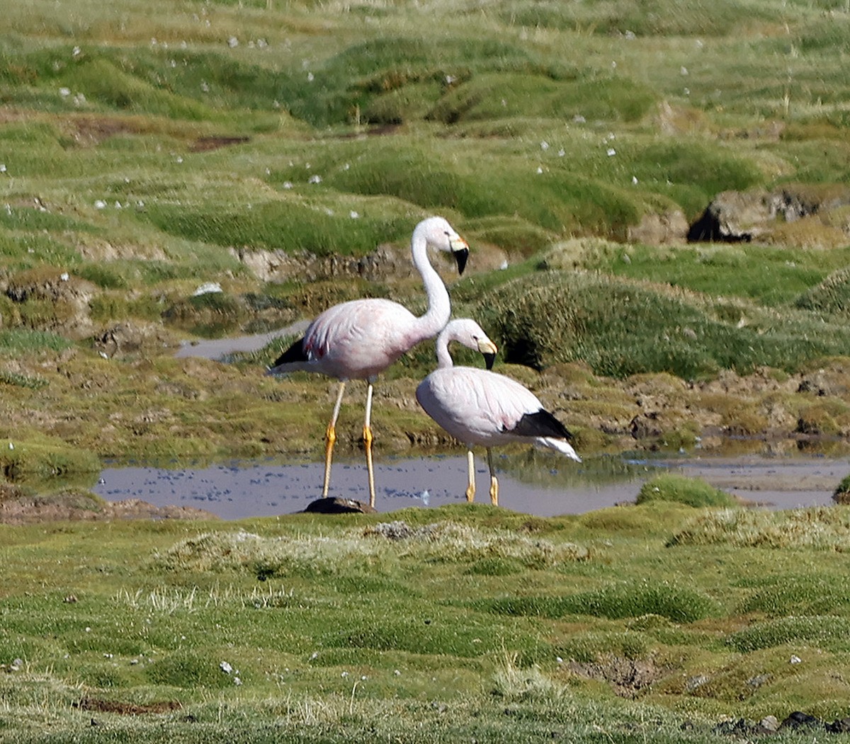 Andean Flamingo - ML612475865