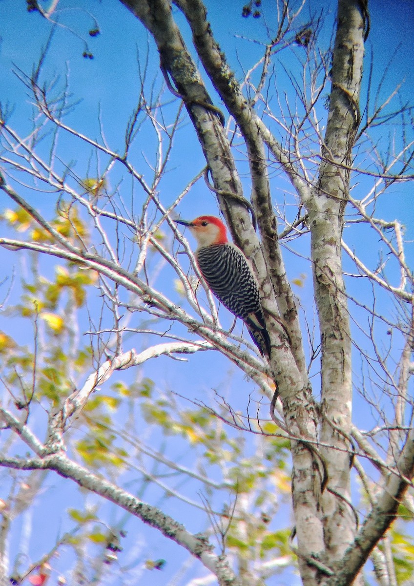 Red-bellied Woodpecker - Vinay K L