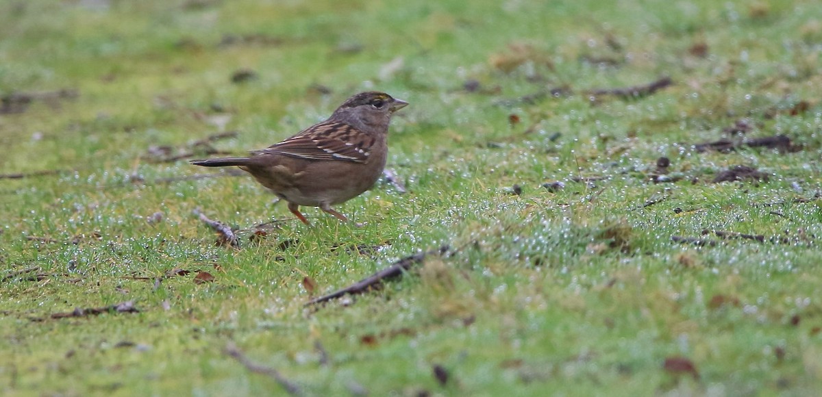 Golden-crowned Sparrow - ML612476451