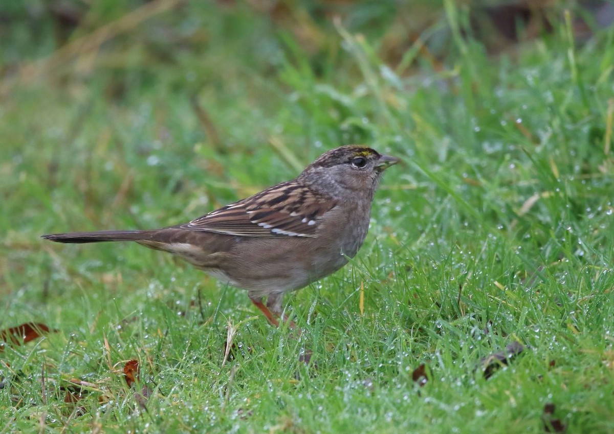Golden-crowned Sparrow - ML612476452