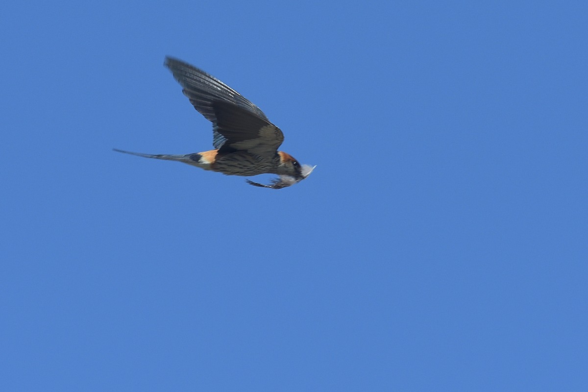 Greater Striped Swallow - ML612476496